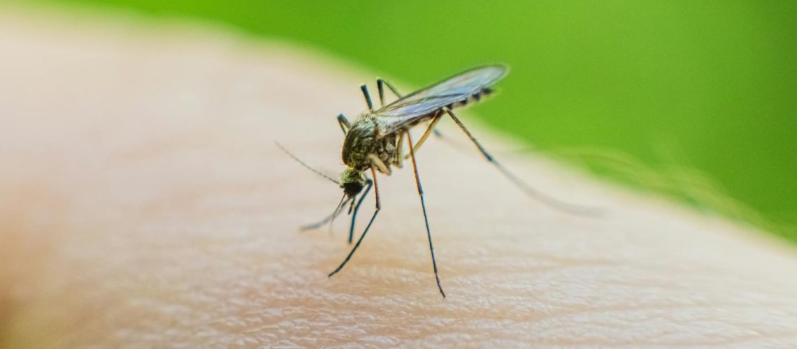 Tiques, moustiques : le risque de maladies vectorielles augmente-t-il au printemps ?